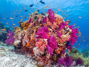 Korallenblock bedeckt mit leuchtend magentafarbenen Weichkorallen auf Sandgrund, umschwärmt von orangefarbenen Fahnenbarsch-Schwärmen.