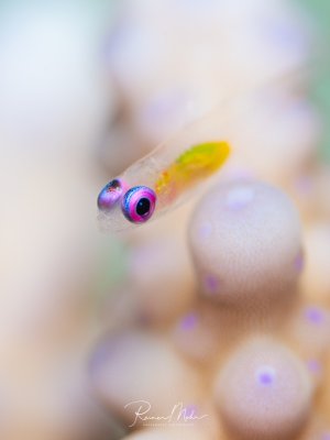 Supermakro-Aufnahme einer Rotaugen-Grundel (Bryaninops natans) auf einer Hartkoralle. Der durchsichtige Körper mit den leuchtend pink-violetten Augen und dem gelben Bauch ist ein faszinierender Anblick.