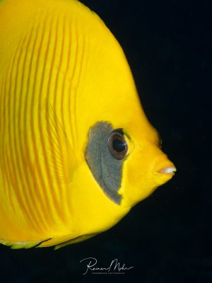 Portrait eines Masken-Falterfischs (Chaetodon semilarvatus) vor dunklem Hintergrund. Der leuchtend gelbe Fisch mit der charakteristischen blauen Gesichtsmaske ist eine endemische Art des Roten Meeres.