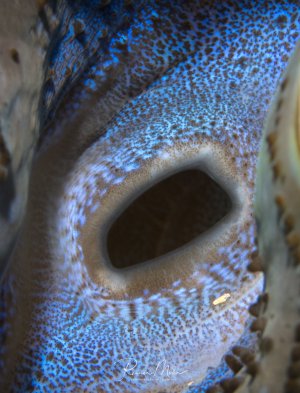 Auf dem Bild ist das Innere einer Riesenmuschel (Tridacna) zu sehen. Die Öffnung in der Mitte ist der sogenannte Siphon, der zum Filtrieren von Wasser und zur Nahrungsaufnahme dient.