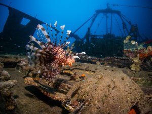 Ein prächtiger Rotfeuerfisch schwebt majestätisch vor den Überresten eines Schiffswracks. Die charakteristischen fächerförmigen Brustflossen sind voll entfaltet, während der Fisch zwischen den von Korallen bewachsenen Wrackteilen patrouilliert.