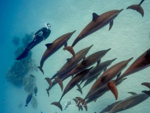 Ein Freitaucher beobachtet eine große Schule von Spinnerdelfinen, die elegant durch das blaue Wasser gleiten. Die Delfine zeigen ein typisches Schwarmverhalten und bewegen sich synchron in einer lockeren Formation durch das klare Wasser.