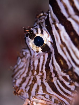 Eine Nahaufnahme eines Rotfeuerfisches zeigt das charakteristische große, dunkelblaue Auge und die markanten weißen und braunen Streifen. Die giftigen, fächerartigen Brustflossen sind deutlich zu sehen, wobei die feinen Strahlen und die typische Streifenmusterung des Fisches perfekt zur Geltung kommen. Unter dem Auge sitzt eine kleine, durchsichtige Garnele