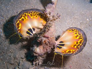 Der Red Sea Walkman, ein Skorpionsfisch, zeigt seine auffälligen Brustflossen aufgefächert als Drohgebährde