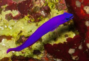 Ein leuchtend violett-blauer Lippfisch schwimmt über eine mit Korallen bewachsene Riffwand. Der Fisch zeigt die charakteristische intensive lilafärbung und schlanke Körperform und bewegt sich zwischen den bunten Korallenbewüchsen aus Schwämmen und Weichkorallen.