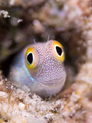 Ein Schleimfisch schaut neugierig aus seiner Höhle im Riff hervor. Die übergroßen Augen mit gelbem Rand und das gepunktete Gesicht machen diese Supermakro-Aufnahme besonders charmant.