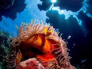 Eine prachtvolle Seeanemone mit leuchtend orangenem Inneren und cremefarbenen Tentakeln, in der ein orange-weißer Anemonenfisch lebt. Die Symbiose zwischen Anemonenfisch und Seeanemone ist vor einer dramatischen Unterwasser-Höhlenkulisse mit bläulichem Licht perfekt in Szene gesetzt.