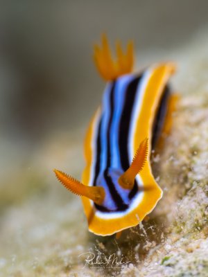 Chromodoris quadricolor Nacktschnecke in Frontalansicht mit leuchtend orangem Saum, blau-schwarzen Streifen und orangefarbenen Rhinophoren.