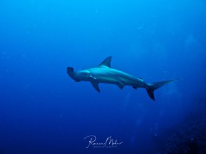 Ein Hammerhai schwimmt majestätisch durch das tiefblaue Wasser über einem Riff. Der charakteristische hammerförmige Kopf ist deutlich zu erkennen, während der Hai elegant durch das Blauwasser gleitet.