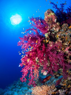 Eine prachtvolle Riffszene mit leuchtend pinken Weichkorallen, die von bunten Rifffischen wie Fahnenbarsch-Arten umgeben sind. Die dramatische Gegenlichtaufnahme zeigt die Sonne im tiefblauen Wasser und betont die lebendige Farbenpracht des Korallenriffs.
