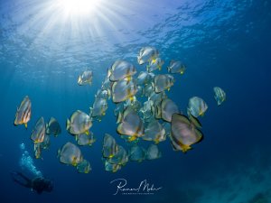 Ein großer Schwarm Fledermausfische schwimmt im offenen Wasser, während Sonnenstrahlen von oben einfallen. Ein Taucher ist klein im Hintergrund zu erkennen.