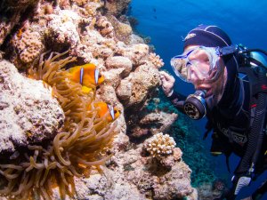 Ein Taucher beobachtet aus nächster Nähe zwei orange-gelbe Anemonenfische in ihrer Seeanemone am Korallenriff. Die Symbiose zwischen den Clownfischen und ihrer Wirtsanemone ist deutlich zu sehen, während der Taucher die Szene vorsichtig betrachtet.