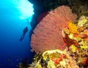Große rote Gorgonien-Fächerkoralle an einer Riffwand. Taucher-Silhouette im Hintergrund, kleine Anthias im Vordergrund.