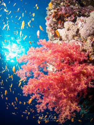 Eine lebendige Riffszene mit prächtigen rosa-violetten Weichkorallen im Vordergrund, umgeben von einem Schwarm kleiner gelb-oranger Riffbarsche. Die Weichkorallen zeigen ihre charakteristische baumartige Struktur mit feinen Polypen, während im Hintergrund das tiefblaue Wasser und weitere Korallenformationen zu sehen sind.