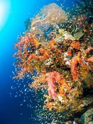 Üppig bewachsene Steilwand mit Weichkorallen, Schwämmen, Gorgonien und Schwärmen kleiner Rifffische. Farbexplosion in Orange, Rot und Pink.