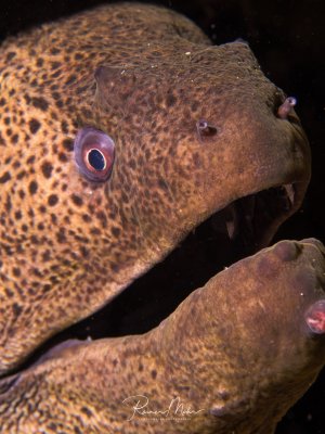 Eine Riesenmuräne mit ihrer charakteristischen braunen Fleckung und den markanten violetten Augen blickt direkt in die Kamera. Die imposante Muräne zeigt ihre typische Kopfform mit dem leicht geöffneten Maul, während sie vermutlich aus ihrer Riffhöhle hervorschaut.