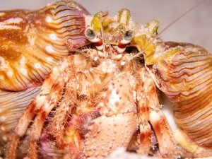 Makro-Portrait eines Anemonenträger-Einsiedlerkrebses (Dardanus) in einem gestreiften Schneckenhaus. Die behaarten Beine, die Stielaugen und die Mundwerkzeuge sind im Detail sichtbar.