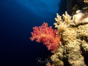 Eine leuchtend rote Weichkoralle entfaltet ihre Polypen vor dem tiefblauen Wasser, umgeben von gelblichen Hartkorallen. Die kontrastreiche Szene zeigt die farbenfrohe Vielfalt eines tropischen Korallenriffs in eindrucksvoller Weise.