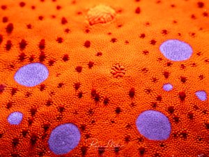Supermakro der Oberfläche eines Seesterns mit leuchtend oranger Haut, violetten Flecken und fein strukturierter Körnelung.