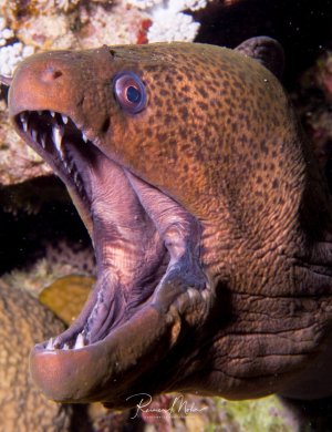 Eine Riesenmuräne zeigt ihr beeindruckendes Maul mit den charakteristischen scharfen Zähnen. Das Tier sitzt zwischen Korallen und öffnet drohend das Maul, wobei die kräftige Kiefermuskulatur und das markante Auge gut sichtbar sind.