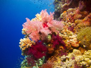 Eine prachtvolle Korallenriffszene mit leuchtend rosa Weichkorallen im Vordergrund, die ihre Polypen voll entfaltet haben. Das Riff zeigt eine beeindruckende Vielfalt mit Hart- und Weichkorallen in verschiedenen Farben von Rosa über Gelb bis Orange, vor dem charakteristischen tiefblauen Hintergrund des offenen Wassers.