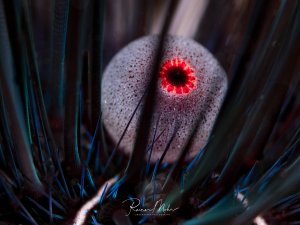 Makroaufnahme eines Diademseeigels (Diadema setosum). Der rote Analkegel zwischen den blauschwarzen Stacheln ist deutlich sichtbar.