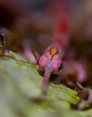 Eine winzige Seenadel im Portrait. Die Makroaufnahme zeigt deutlich die feinen Details des kleinen Meerestieres mit seiner transparenten bis rosa gefärbten Haut.