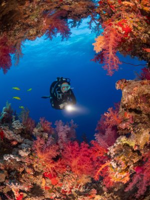 Ein Taucher mit Lampe ist eingerahmt von einem Fenster aus bunten Weichkorallen in Rosa, Rot und Orange. Kleine gelbe Fische schwimmen zwischen den Korallen.