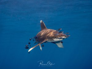 Ein Weißspitzenhochseehai (Longimanus) schwimmt elegant durch das tiefblaue Wasser, begleitet von einem Schwarm schwarz-weiß gestreifter Pilotfische. Die kleinen Begleitfische nutzen den Hai als Schutz und folgen ihm dicht, während er majestätisch durch das Blauwasser gleitet.