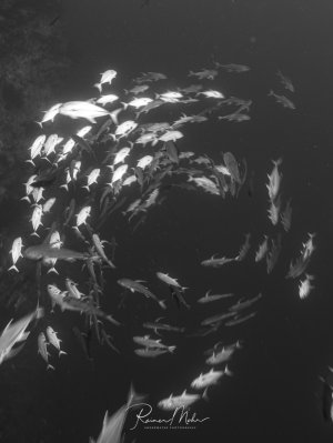 Schwarzweiß-Aufnahme eines Makrelenchwarms, der sich in dramatischer Spiralformation dreht. Einzelne Raubfische durchbrechen den Wirbel.