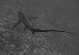 Ein Fuchshai schwimmt ruhig über dem sandigen Meeresboden in der Nähe einer Riffkante. Der Hai zeigt sein charakteristisches stromlinienförmiges Profil und den langen Schwanz, während er gemächlich durch sein Revier gleitet.