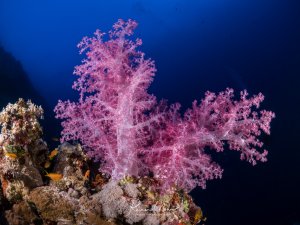Eine prächtige rosa Weichkoralle erstreckt sich elegant in die Wassersäule vor tiefblauem Hintergrund. Die filigranen, verzweigten Polypen der Koralle bilden eine beeindruckende Baumstruktur, während im Vordergrund diverses Riffleben mit Hartkorallen und kleinen Rifffischen zu erkennen ist.