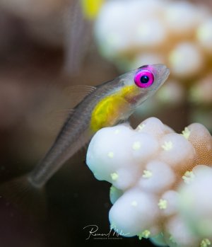 Ein Pink-Eye-Goby mit charakteristischem pinkem Auge und transparentem Körper sitzt auf einer weißen Koralle. Das Foto zeigt das typische Verhalten dieser Fische, die gerne erhöhte Positionen auf Korallen als Aussichtspunkt nutzen.
