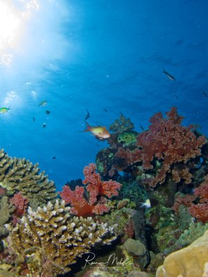 Eine lebendige Korallenriffszene mit bunten Weichkorallen in Rosa- und Rottönen sowie Hartkorallen. Ein männlicher Fahnenbarsch schwimmt durch das Bild, während im Hintergrund weitere kleine Fische im tiefblauen Wasser zu sehen sind.