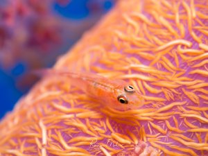 Eine kleine Grundel sitzt perfekt getarnt auf dem Stamm einer orangenen Weichkoralle.