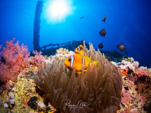 Ein leuchtend orangefarbener Clownfisch lebt in Symbiose mit seiner Wirtsanemone am Wrack, umgeben von farbenprächtigen Weichkorallen und anderen Rifffischen im Blauwasser. Die Szene zeigt die klassische Symbiose zwischen Anemonenfisch und Anemone in einer lebendigen Wrack-Gemeinschaft.