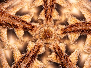 Eine detailreiche Makroaufnahme zeigt einen Schlangenstern in warmen Braun- und Goldtönen. Die gefiederten Arme der Stachelhäuter bilden ein dichtes, ornamentales Muster auf dem Meeresboden.