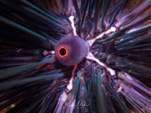 Ein Diadem-Seeigel in beeindruckender Nahaufnahme zeigt seine charakteristischen langen, spitzen Stacheln, die radial vom kugelförmigen Körper abstehen. Das leuchtend orange-rote Analkegel in der Mitte des dunklen Körpers bildet einen faszinierenden Kontrast zu den metallisch schimmernden Stacheln.