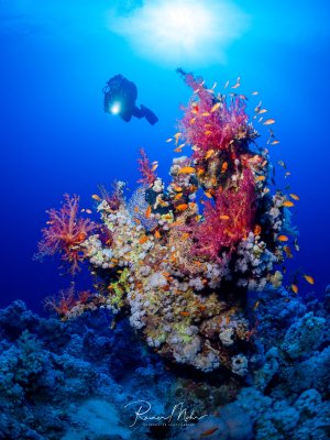Ein farbenprächtiger Korallenblock im Roten Meer, bewachsen mit pinken Weichkorallen (Dendronephthya) und umgeben von orangefarbenen Fahnenbarsche. Ein Taucher schwebt im Hintergrund über dem Riff.