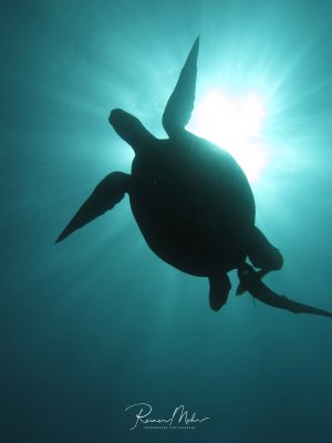 Eine Meeresschildkröte schwimmt elegant durch das blaue Wasser, als dramatische Silhouette gegen das helle Sonnenlicht fotografiert. Die kraftvollen Flossen und der charakteristische Panzer sind deutlich im Gegenlicht zu erkennen. Dicht gefolgt von einem Schiffshalter