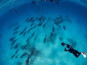 Ein Freitaucher mit Kamera taucht zu einem großen Schwarm Spinnerdelfine (Stenella longirostris) hinab. Schnorchler an der Oberfläche beobachten die Szene von oben.