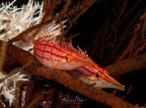 Zwei Langschnäuziger Büschelbarsche verstecken sich zwischen den Armen einer Gorgonie. Der rot-weiß gemusterte Fisch nutzt die Gorgonie als Versteck.
