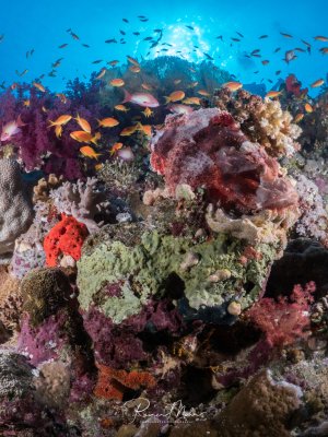 Eine farbenfrohe Korallenriff-Szene mit verschiedenen Weichkorallen in leuchtenden Farben von rot über violett bis grün. Zahlreiche kleine Anthias und andere Riffische schwimmen über dem bunten Korallengarten und bemerken den gut getarnten Drachenkopf nicht, der ihnen reglungslos auflauert.