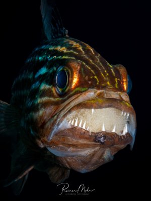 Portrait eines Kardinalfisches (Apogon) der seine Eier im Maul ausbrütet (Maulbrüter). Das Gelege ist deutlich zwischen den Zähnen im geöffneten Maul sichtbar. Die schillernden Farben des Kopfes leuchten im Blitzlicht.