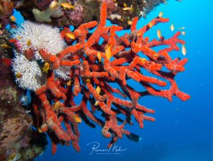 Eine lebendige Riffszene mit einem Prachtfeuerschwamm im Vordergrund, umgeben von weißen Korallen und verschiedenen kleinen Rifffischen. Die verzweigte Struktur hebt sich eindrucksvoll vor dem tiefblauen Wasser ab.