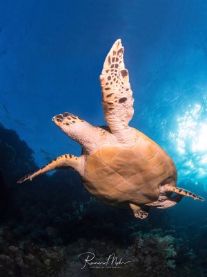Eine majestätische Echte Karettschidkröte schwimmt elegant durch das blaue Wasser über einem Korallenriff. Die Schildkröte ist von unten fotografiert, wodurch ihre charakteristische braun-orange Färbung und das markante Muster ihres Panzers besonders gut zur Geltung kommen.