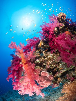 Eine prächtige Riffszene mit leuchtend pinken und violetten Weichkorallen, die an einer Riffsäule wachsen. Im klaren blauen Wasser schwimmen kleine Riffbarsche, während die Sonne von oben durch das Wasser scheint und eine traumhafte Unterwasserkulisse schafft.