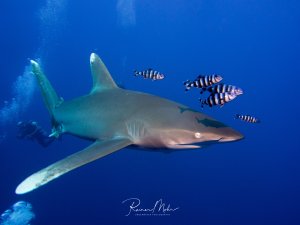 Ein majestätischer Weißspitzenhochseehai (Longimanus)  gleitet elegant durch das tiefblaue Wasser, begleitet von einer Gruppe schwarz-weiß gestreifter Lotsenfische. Die Symbiose zwischen dem großen Raubfisch und seinen kleinen Begleitern ist deutlich zu erkennen, während im Hintergrund ein Taucher die beeindruckende Szene dokumentiert.