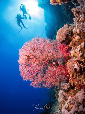Zwei Taucher schweben über einem farbenprächtig bewachsenen Korallenriff mit einer großen roten Gorgonie als Hauptmotiv. Die Szene zeigt die beeindruckende Biodiversität eines tropischen Riffs mit verschiedenen Hart- und Weichkorallen in leuchtenden Farben.