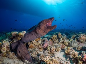 Zwei Riesenmuränen (Gymnothorax javanicus) ragen aus dem Korallenriff hervor und reißen die Mäuler auf. Die dunkelbraunen massigen Körper und das rosa Maulinnere sind beeindruckend.
